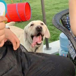 我爱它它宠物乐园:太原市尖草坪区