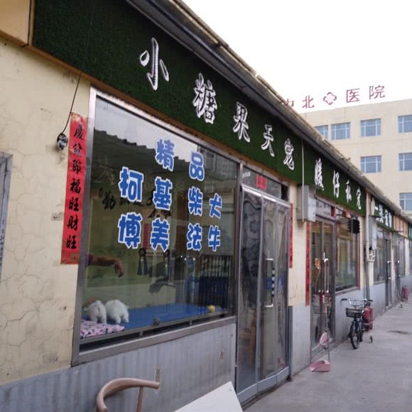 小糖果天宠:大同市平城区