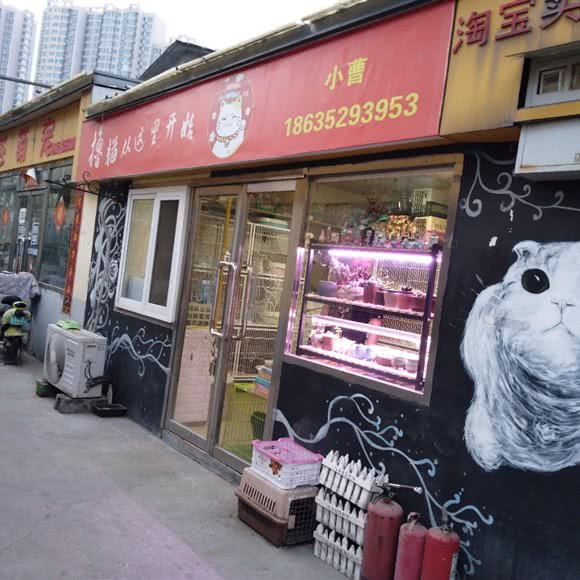 撸猫从这里开始:大同市平城区