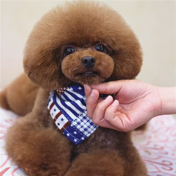 CAT&DOG宠物店:大同市平城区