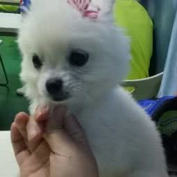 圣宠宠物(武阳花园店):承德市双桥区承德站附近