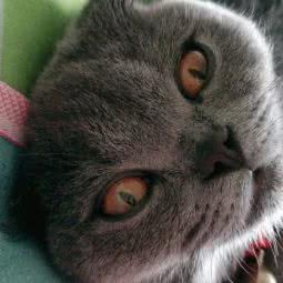 爱尚宠物医院:阳泉市平定县