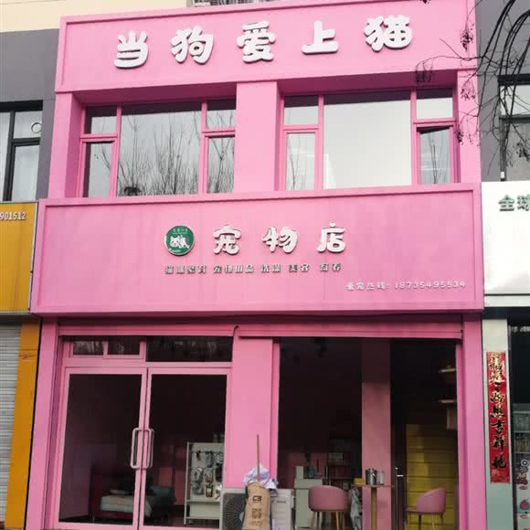 当猫爱上猫宠物店:朔州市朔城区