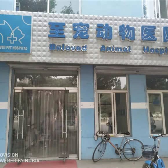 至宠动物医院(榆次店):晋中市榆次区