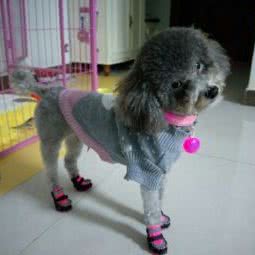 丁姐宠物家庭寄养:承德市双桥区石洞子沟路附近