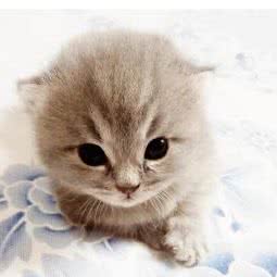 黑石头 猫咪卖场:北京城区朝阳区管庄附近