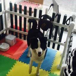 派多格宠物(双滦店):承德市双滦区滦河镇附近