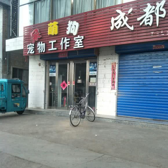 呆萌狗宠物工作室:忻州市原平市