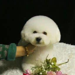 爱宠乐园:忻州市原平市