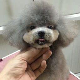 韩咪宠物中心:临汾市尧都区