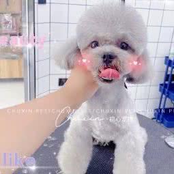 初心宠物:临汾市襄汾县