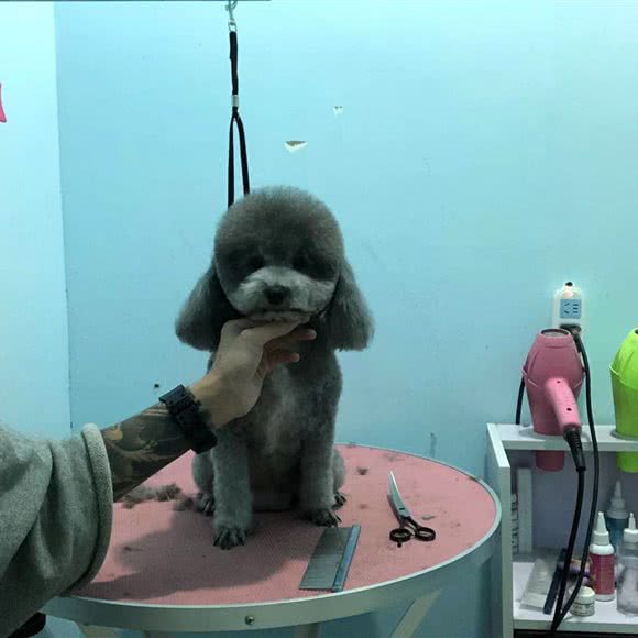 牧和邻宠物会所:临汾市襄汾县