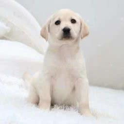 中天超市宠物店:吕梁市孝义市