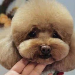 雪雪宠物生活馆:呼和浩特市新城区