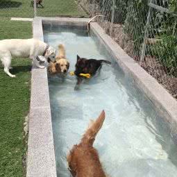 卡尔宠物寄养基地:呼和浩特市新城区