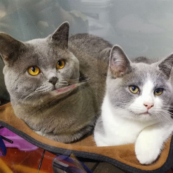 熊仙森宠物馆:呼和浩特市玉泉区