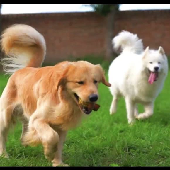 宠爸爸宠物乐园:呼和浩特市赛罕区