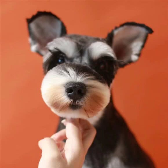 兜兜米宠物乐园(万达店):呼和浩特市赛罕区