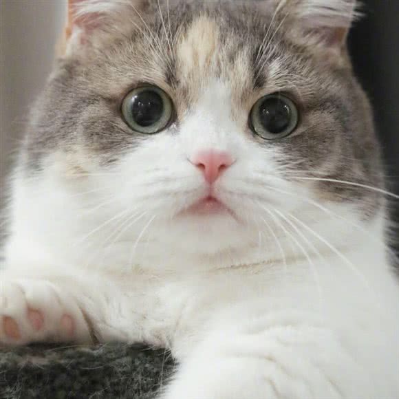 呼呼猫舍TM纯种猫:呼和浩特市赛罕区