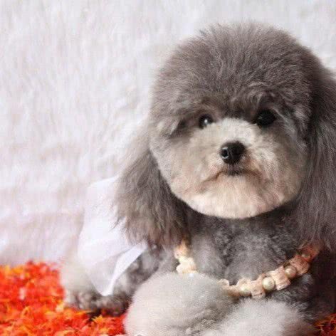 酷奇宠物巨海店:呼和浩特市赛罕区