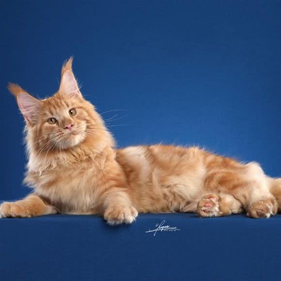 猫之屋:包头市昆都仑区