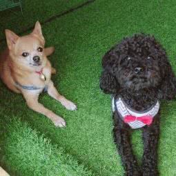 憨狗宠物乐园:包头市青山区