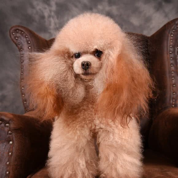 宠伴宠物Chongban Pet:廊坊市安次区西小区附近