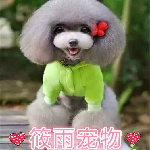 筱雨宠物:北京城区朝阳区北苑家园附近