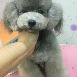 嘟嘟宠物:廊坊市安次区永华明珠附近