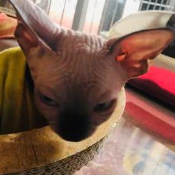 猫狗大做战:廊坊市安次区永华明珠附近