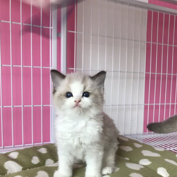 小猫奴猫舍:廊坊市安次区永华明珠附近