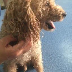 派特动物诊所:廊坊市安次区永华明珠附近