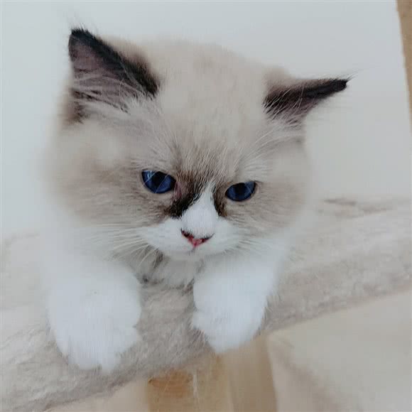 猫玖宠物:鄂尔多斯市东胜区