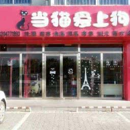 当猫爱上狗:鄂尔多斯市达拉特旗