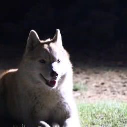 巴尔虎犬舍:呼伦贝尔市新巴尔虎右旗