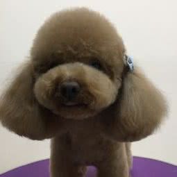 宁宠宠物:北京城区朝阳区北苑家园附近