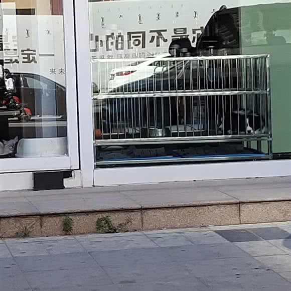 酷狗狗狗生活馆:巴彦淖尔市临河区