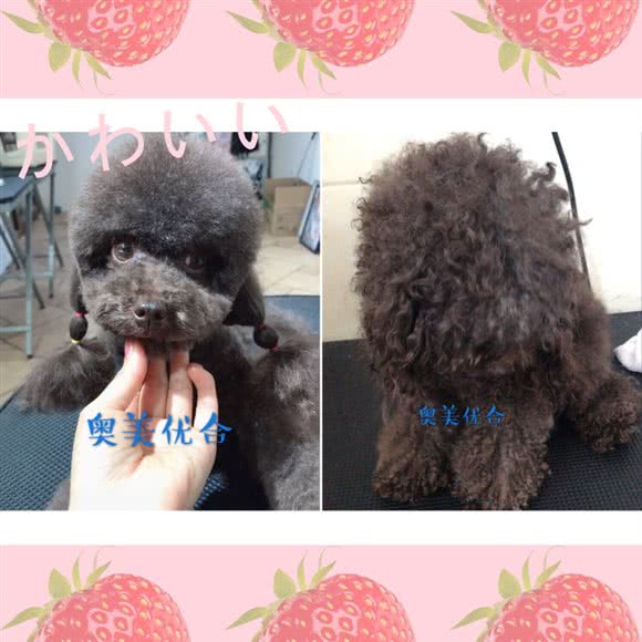 奥美优合宠物美容:巴彦淖尔市临河区