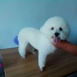 勇康动物医院:巴彦淖尔市临河区