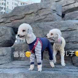 宠物班长:乌兰察布市集宁区