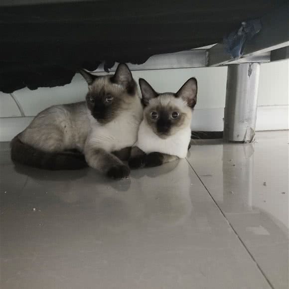 宠星宠物医院:兴安盟乌兰浩特市