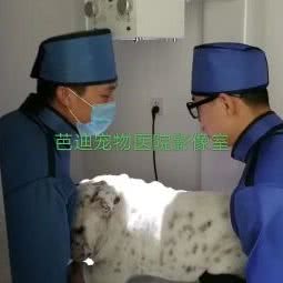 芭迪宠物医院(和平店):兴安盟乌兰浩特市