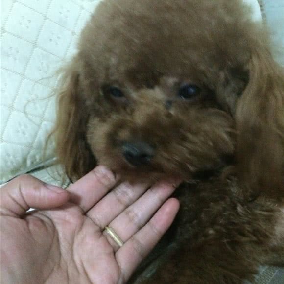 鑫宠阁宠物店:锡林郭勒盟锡林浩特市