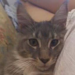 呼噜猫舍:廊坊市广阳区阿尔卡迪亚附近