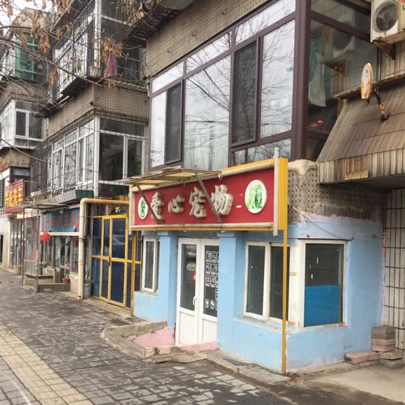 献爱心宠物:沈阳市和平区