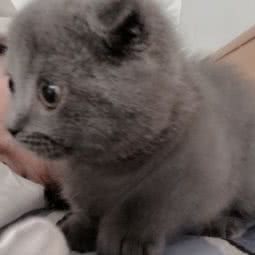 慧慧猫舍:沈阳市皇姑区