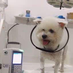 萌宝动物门诊:沈阳市皇姑区