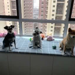 怪兽宠物:沈阳市铁西区