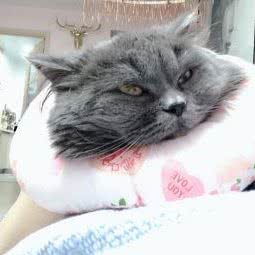 卓燚宠物:沈阳市铁西区