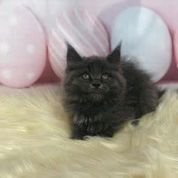 多咪猫舍:沈阳市铁西区